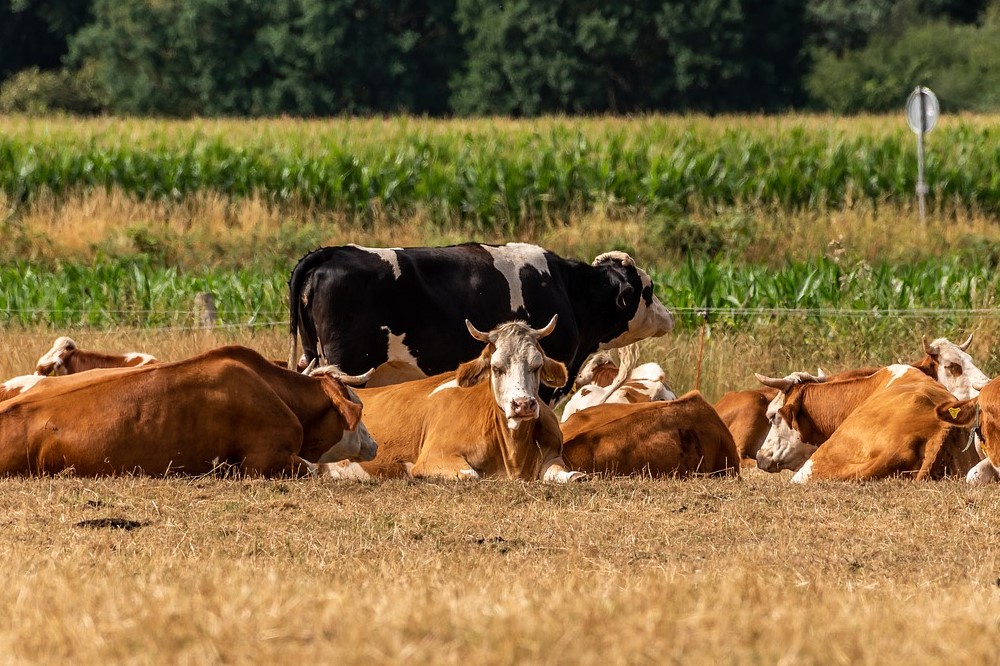 Symbolbild Landwirtschaft