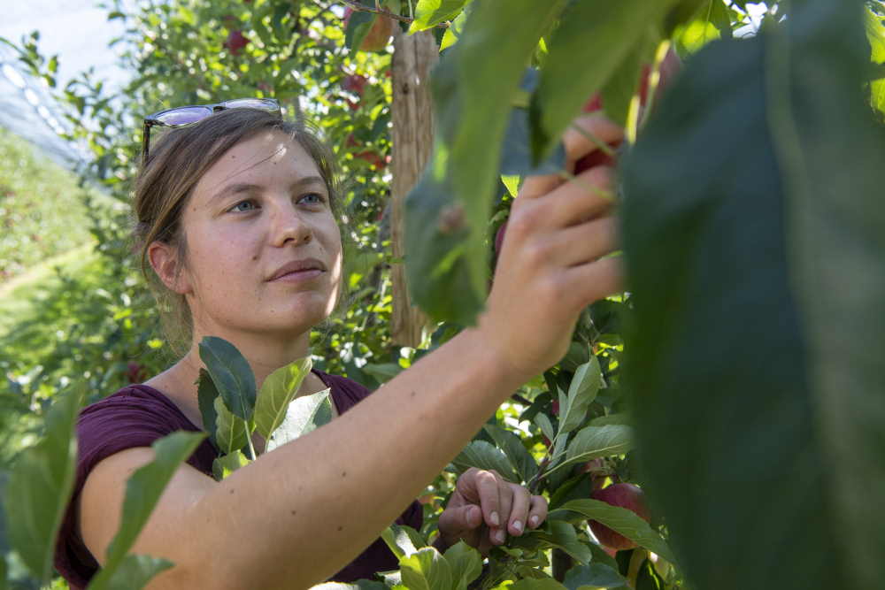 Eine junge Frau begutachtet die Früchte in einer Obstplantage.