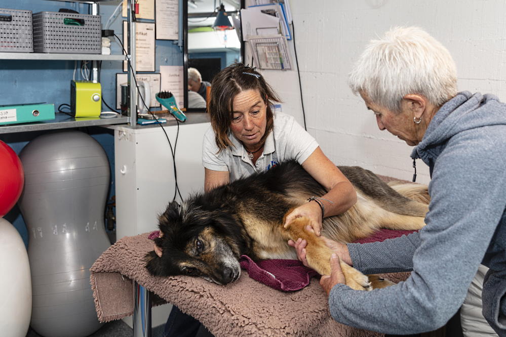 Eine Tierphysiotherapeutin behandelt einen Hund.