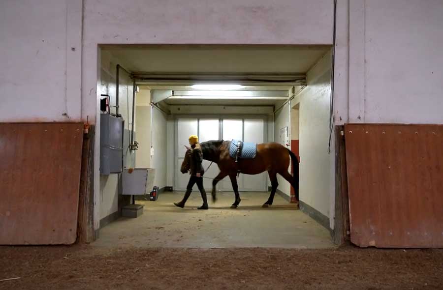 Professionnel / Professionnelle du cheval CFC