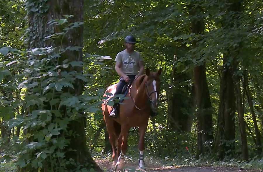 Professionnel du cheval / Professionnelle du cheval CFC