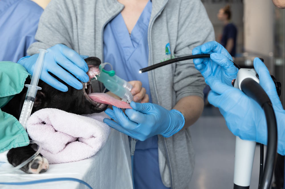 Labortests