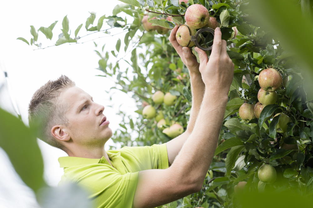 Reifung der Früchte beobachten