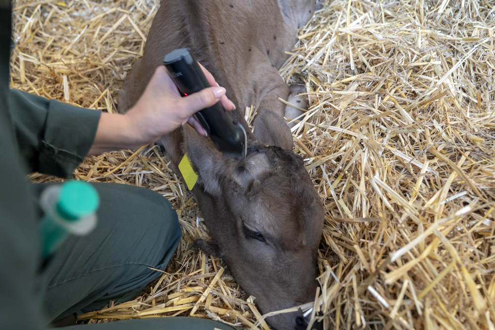 Tierische Patienten vorbereiten