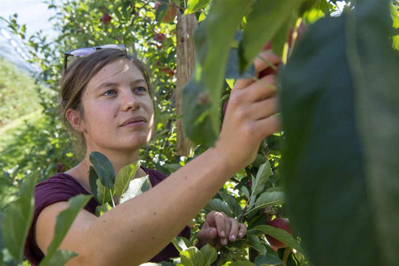 Eine junge Frau begutachtet die Früchte in einer Obstplantage.