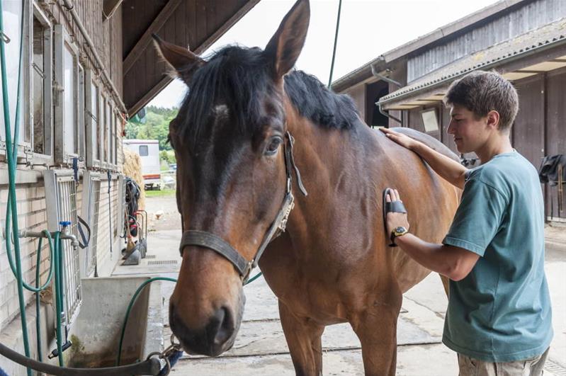 Ein Mann striegelt ein Pferd.