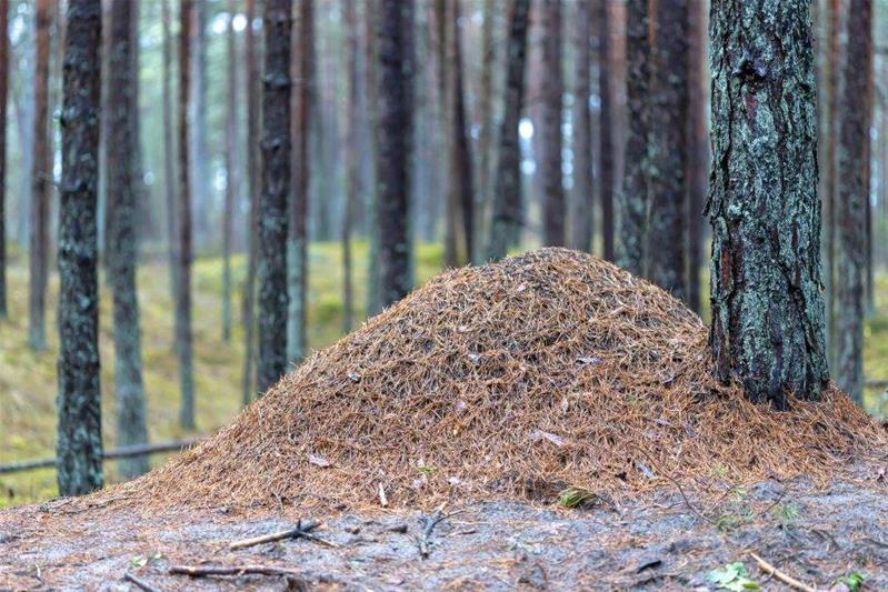 Waldwissenschaften