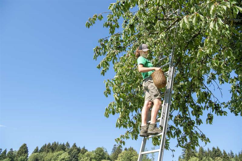 Eine Lernende erntet auf einer Leiter stehend Kirschen.