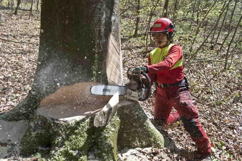 Eine Frau zersägt einen Baumstamm.
