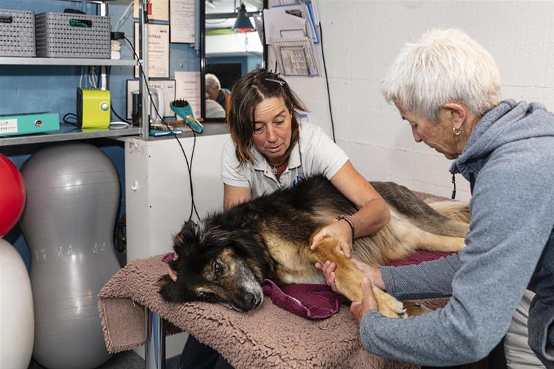 Eine Tierphysiotherapeutin behandelt einen Hund.