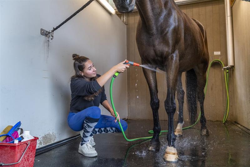 Eine Lernende wäscht ein Pferd mit dem Wasserschlauch.